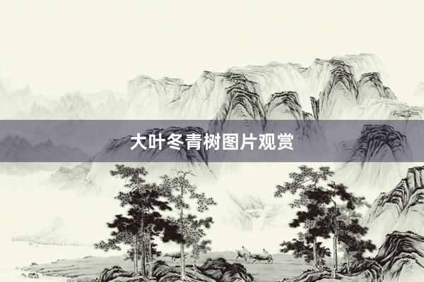 大叶冬青树图片观赏